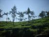 Freedom Walk Days 33 and 34 - Kanchiyoor to Kodungoor