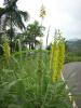 Freedom Walk Day 9 Photos (Thottilpaalam to Korome)