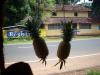 Freedom Walk Day 19 Photos (Malappuram - Thazhekkode)