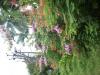 Freedom Walk Day 19 Photos (Malappuram - Thazhekkode)
