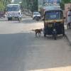 Freedom Walk - Day 44 Photos (Kazhakkuttam to Trivandrum)